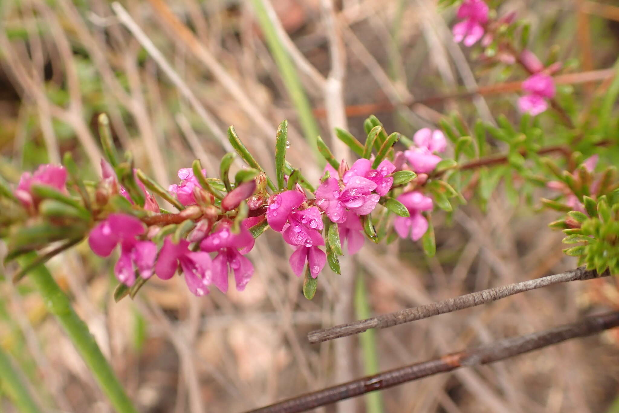 Слика од Indigofera pappei Fourc.