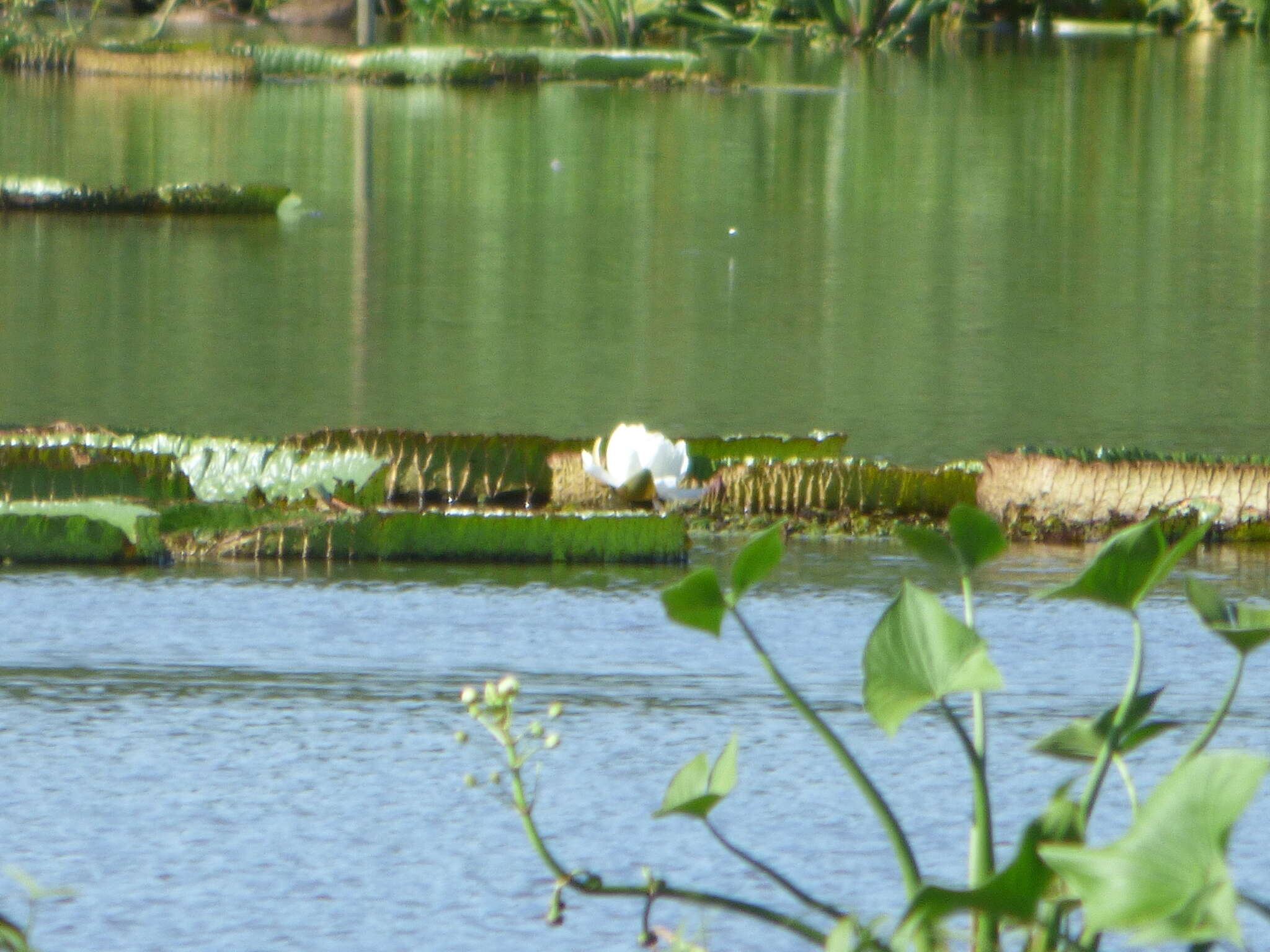 Image of Santa Cruz water-lily