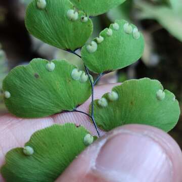 Image of Adiantum ruizianum Kl.