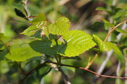 Plancia ëd Vitis saccharifera Makino ex Matsumura