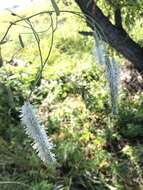 Image of Poterium tenuifolium var. alba (Trautv. & C. A. Mey.)