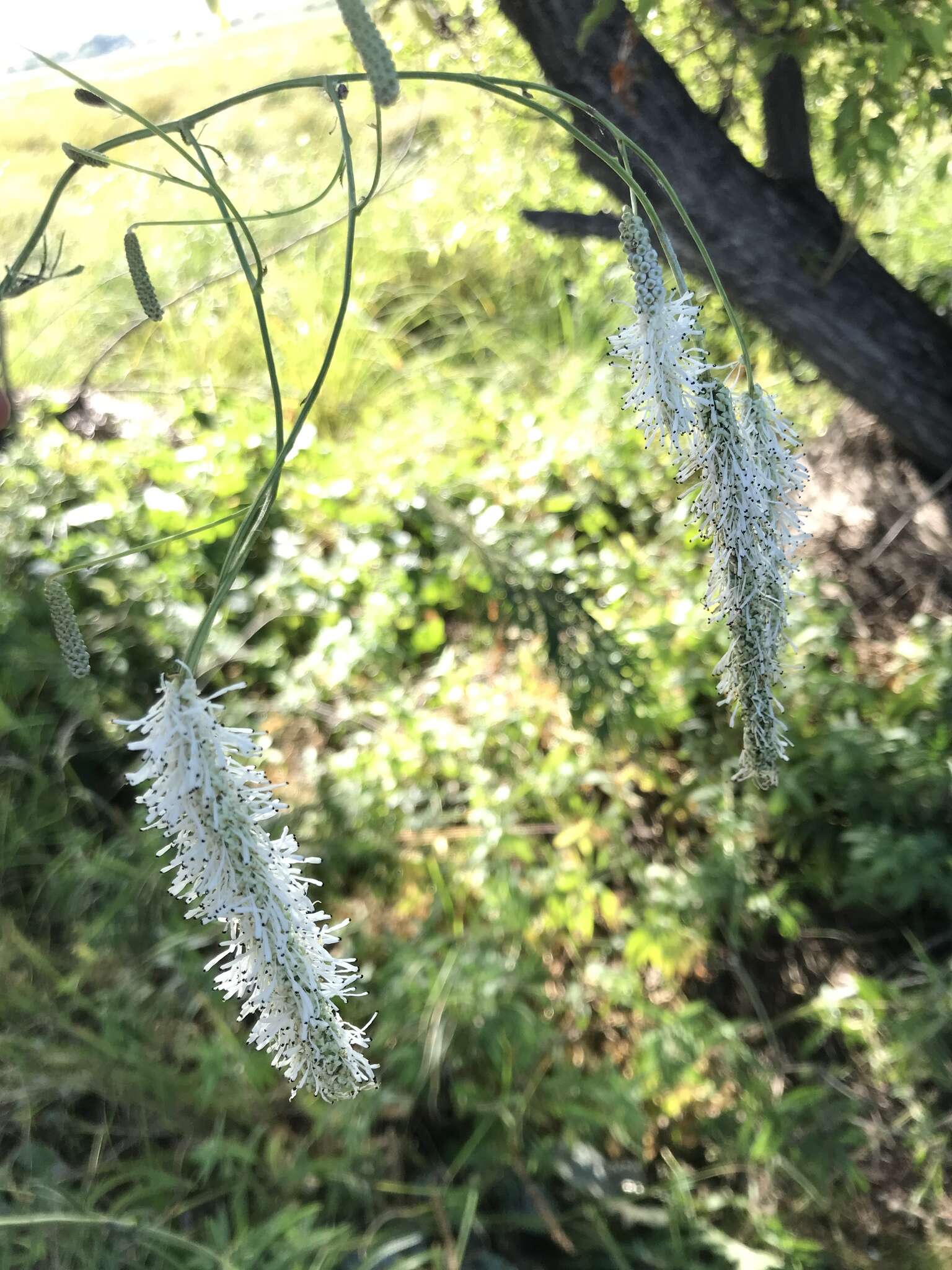 Image of Poterium tenuifolium var. alba (Trautv. & C. A. Mey.)