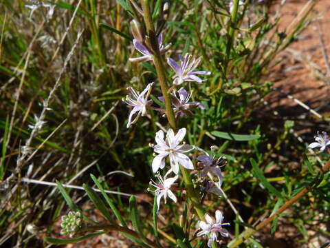 صورة Lepidium phlebopetalum (F. Muell.) F. Muell.