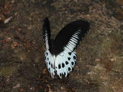 Image of Blue Mormon