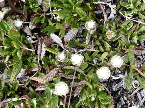 Image de Antennaria monocephala subsp. monocephala