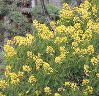 Senna spectabilis (DC.) H. S. Irwin & Barneby resmi