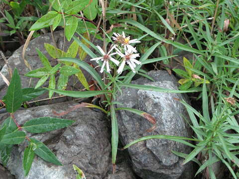 Sivun Symphyotrichum anticostense (Fern.) G. L. Nesom kuva