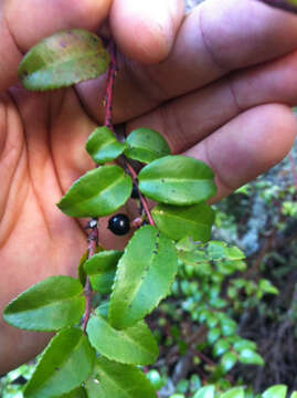 Image of evergreen huckleberry