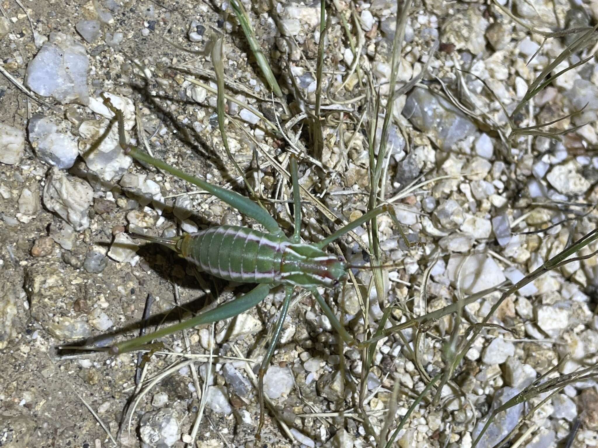 Image of Common Short-winged Katydid