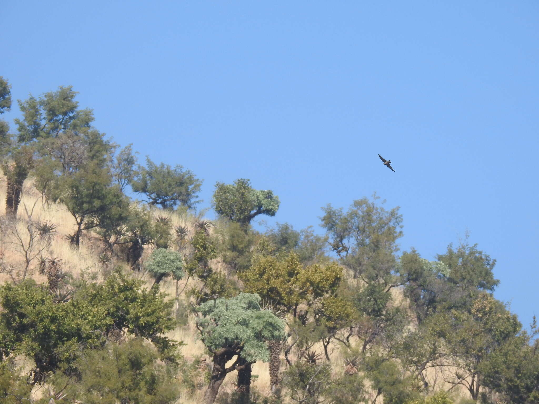 Image of African Sand Martin