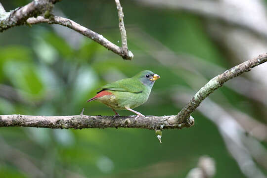 Image of Fiji Parrotfinch