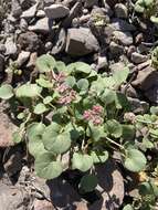 Image of volcanic buckwheat