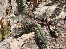 صورة Pedicularis semibarbata var. charlestonensis Pennell & Clokey