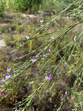 Image of Psoralea filifolia Eckl. & Zeyh.