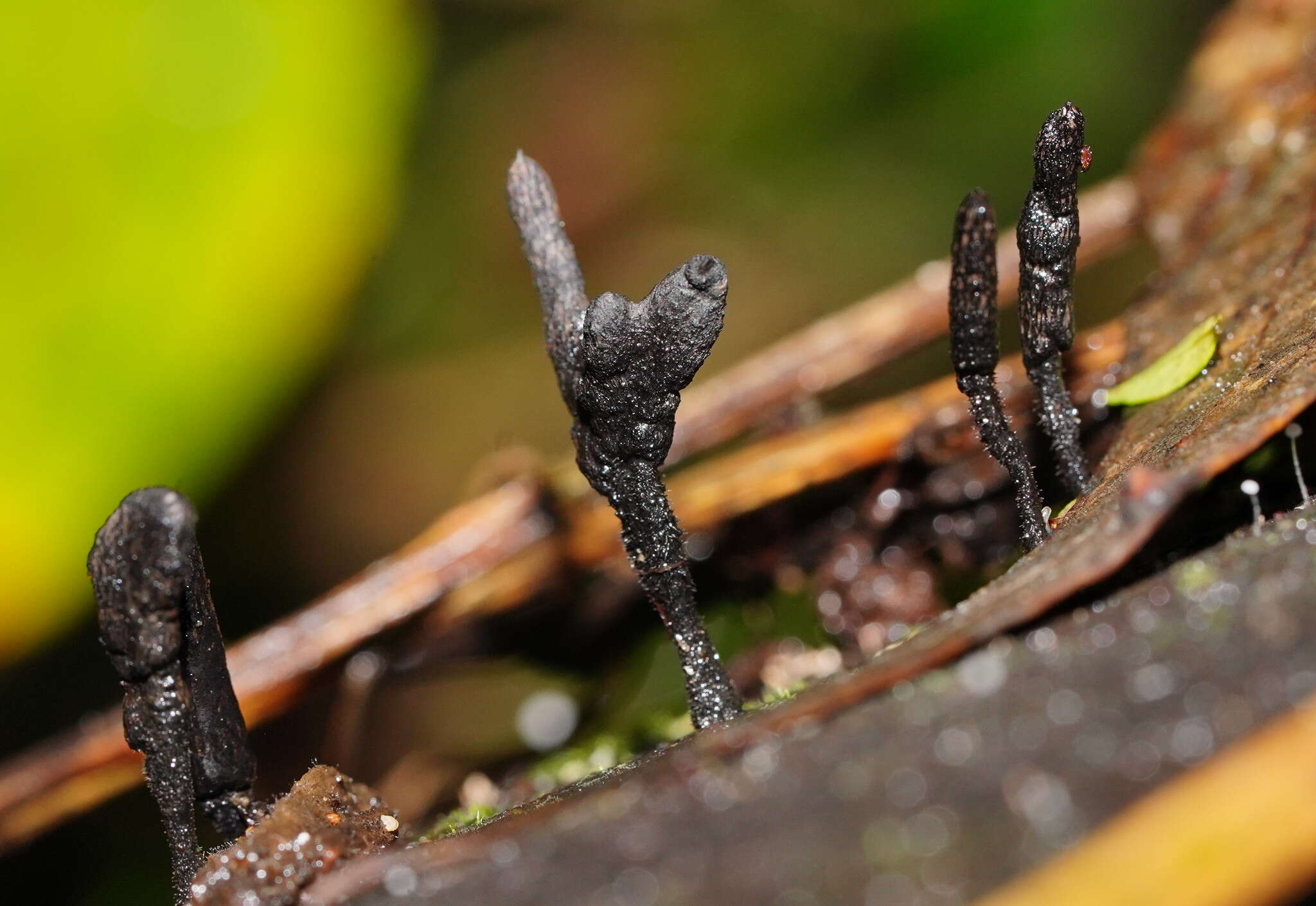 Слика од Xylaria apiculata Cooke 1879