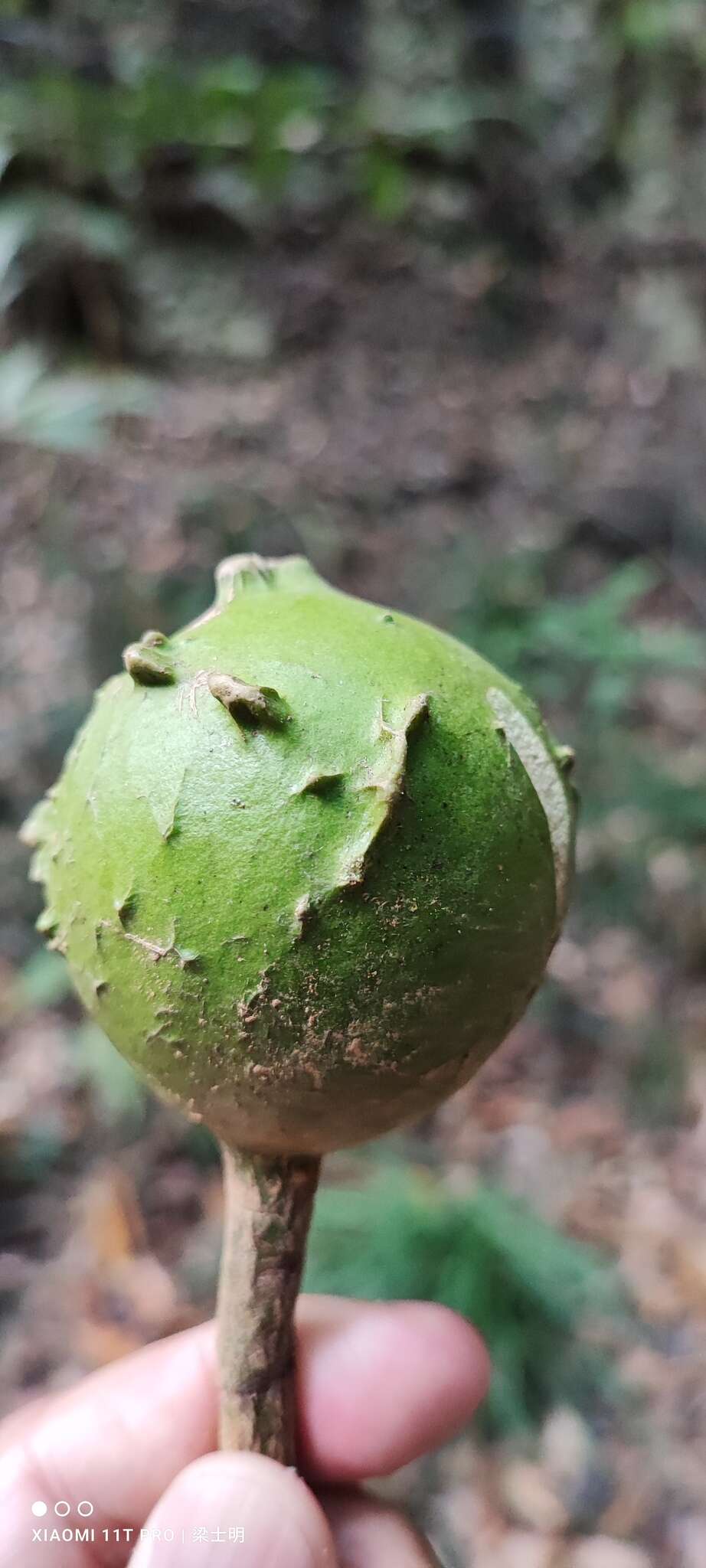 Sivun Capparis formosana Hemsl. kuva