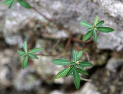 Sivun Euphorbia fragifera Jan kuva