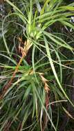 Image de Dracophyllum sinclairii Cheeseman