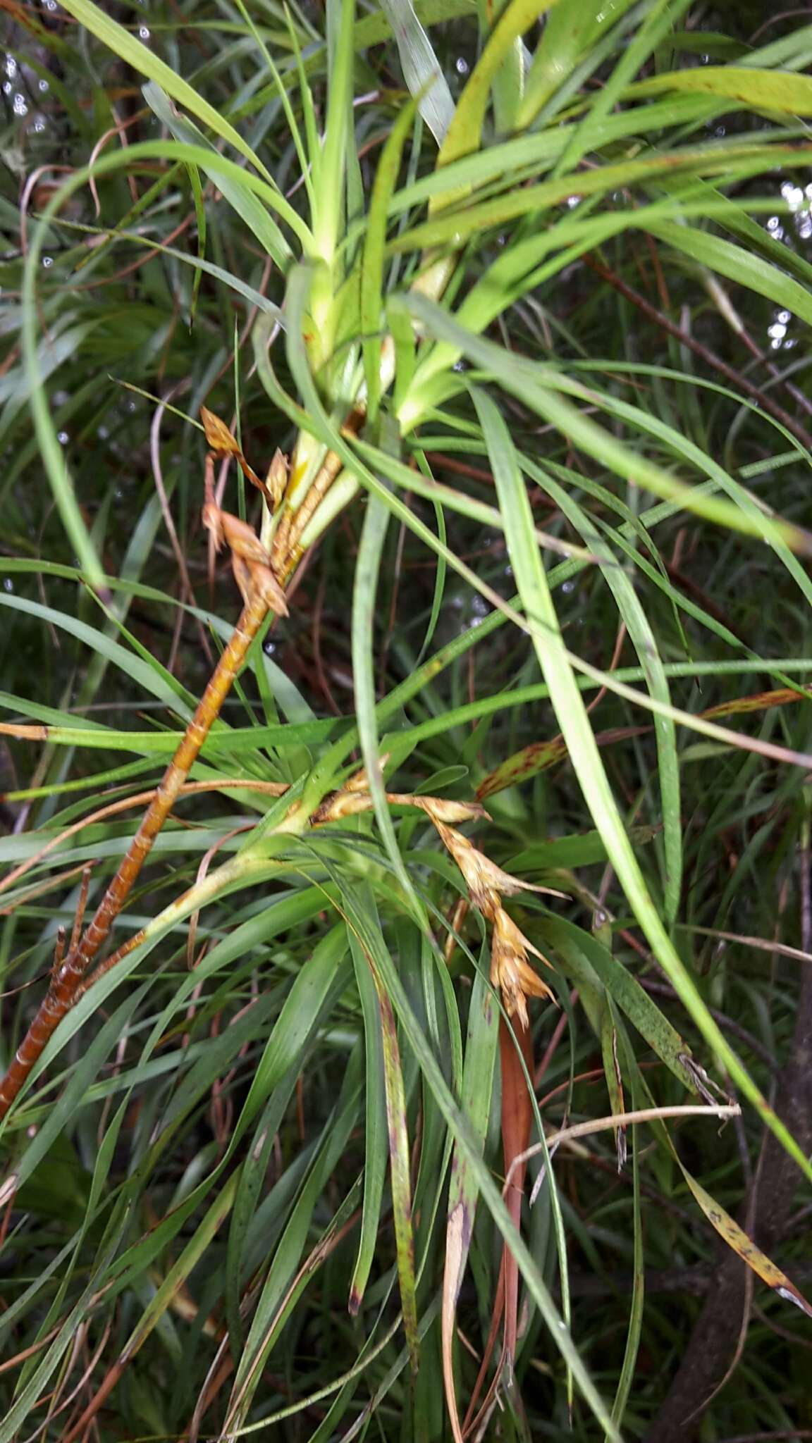 Image de Dracophyllum sinclairii Cheeseman