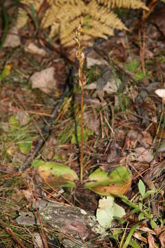 Imagem de Platanthera hookeri (Torr.) Lindl.