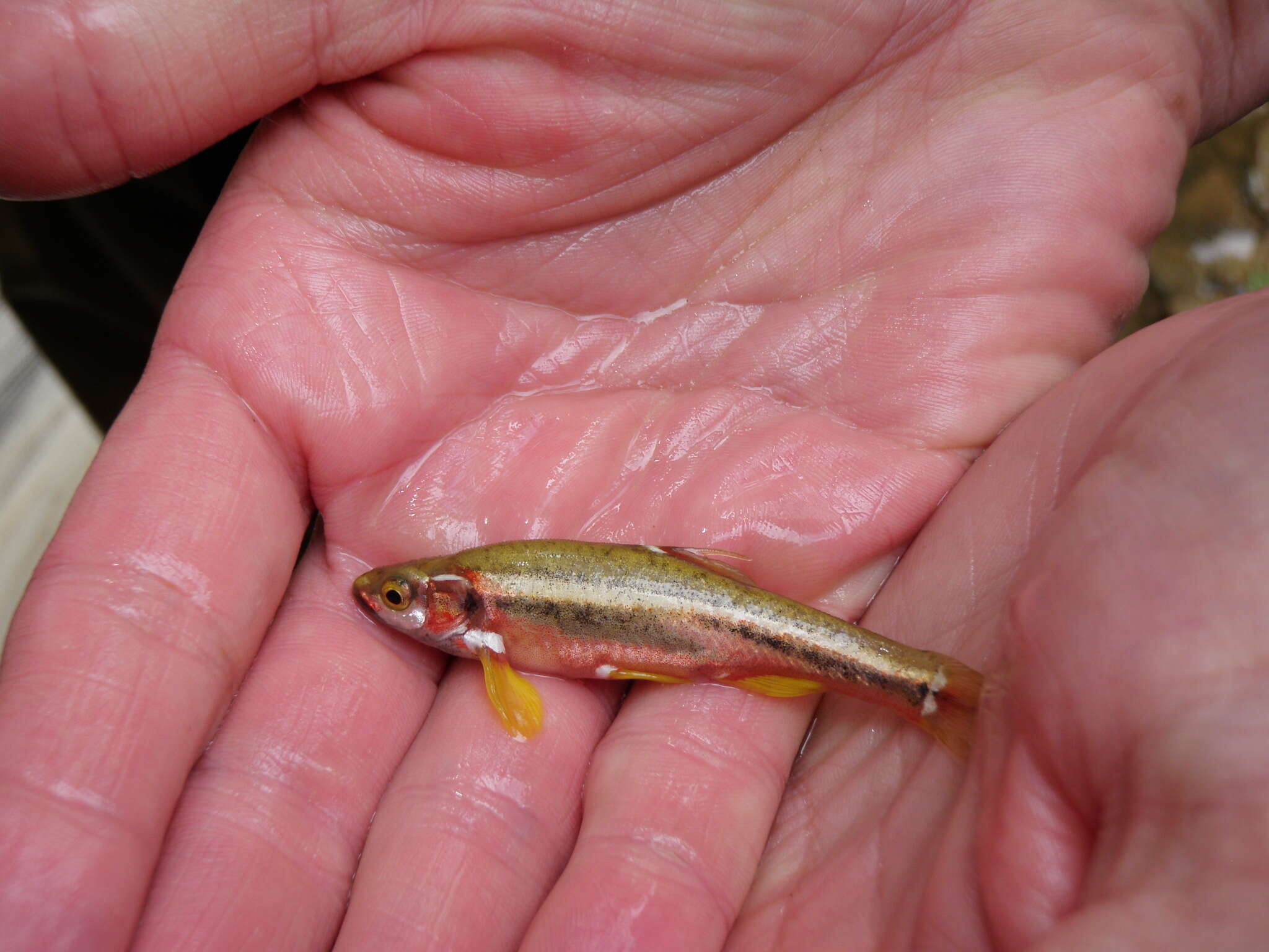 Image de Chrosomus tennesseensis (Starnes & Jenkins 1988)