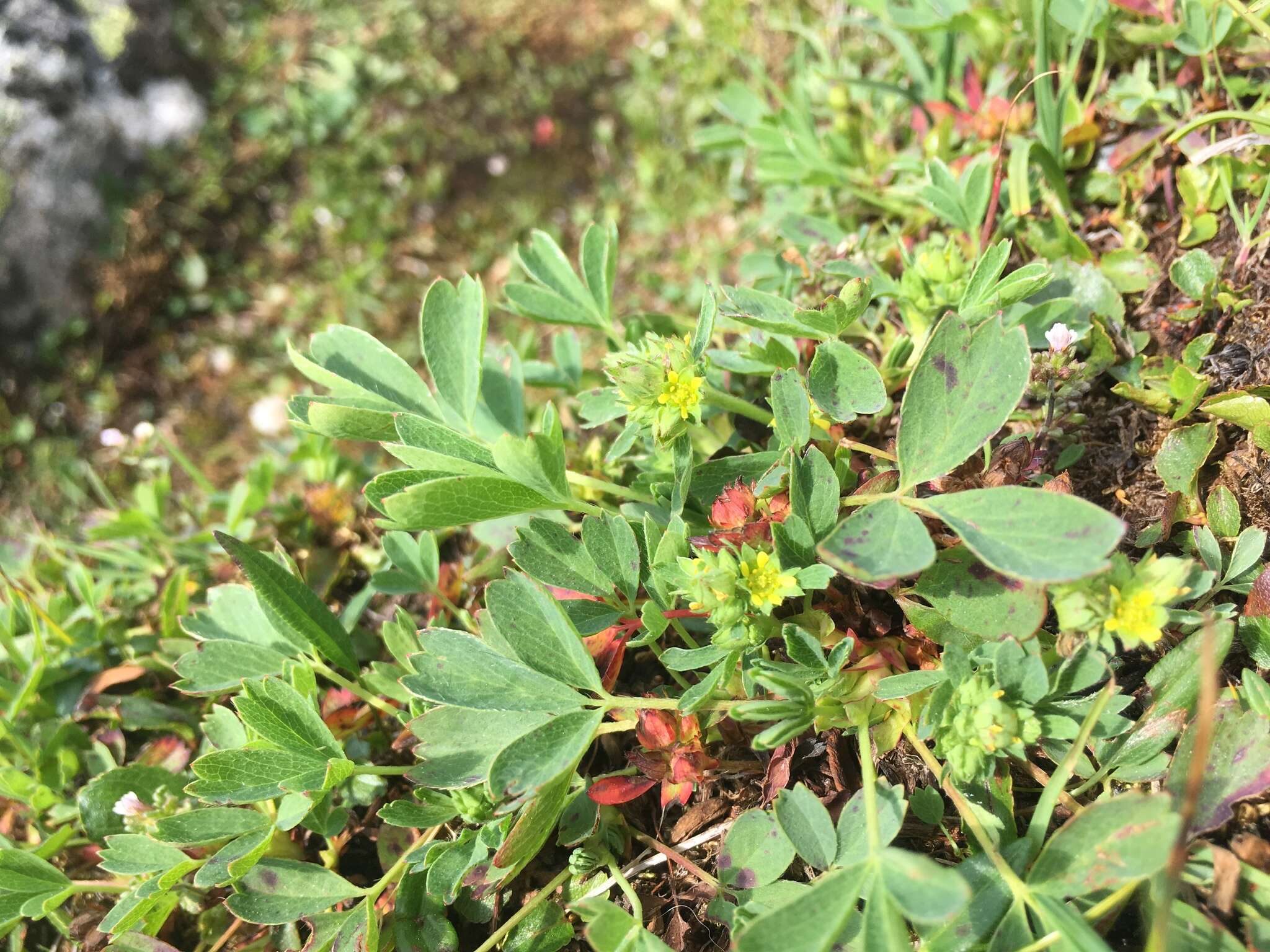 Imagem de Sibbaldia procumbens L.