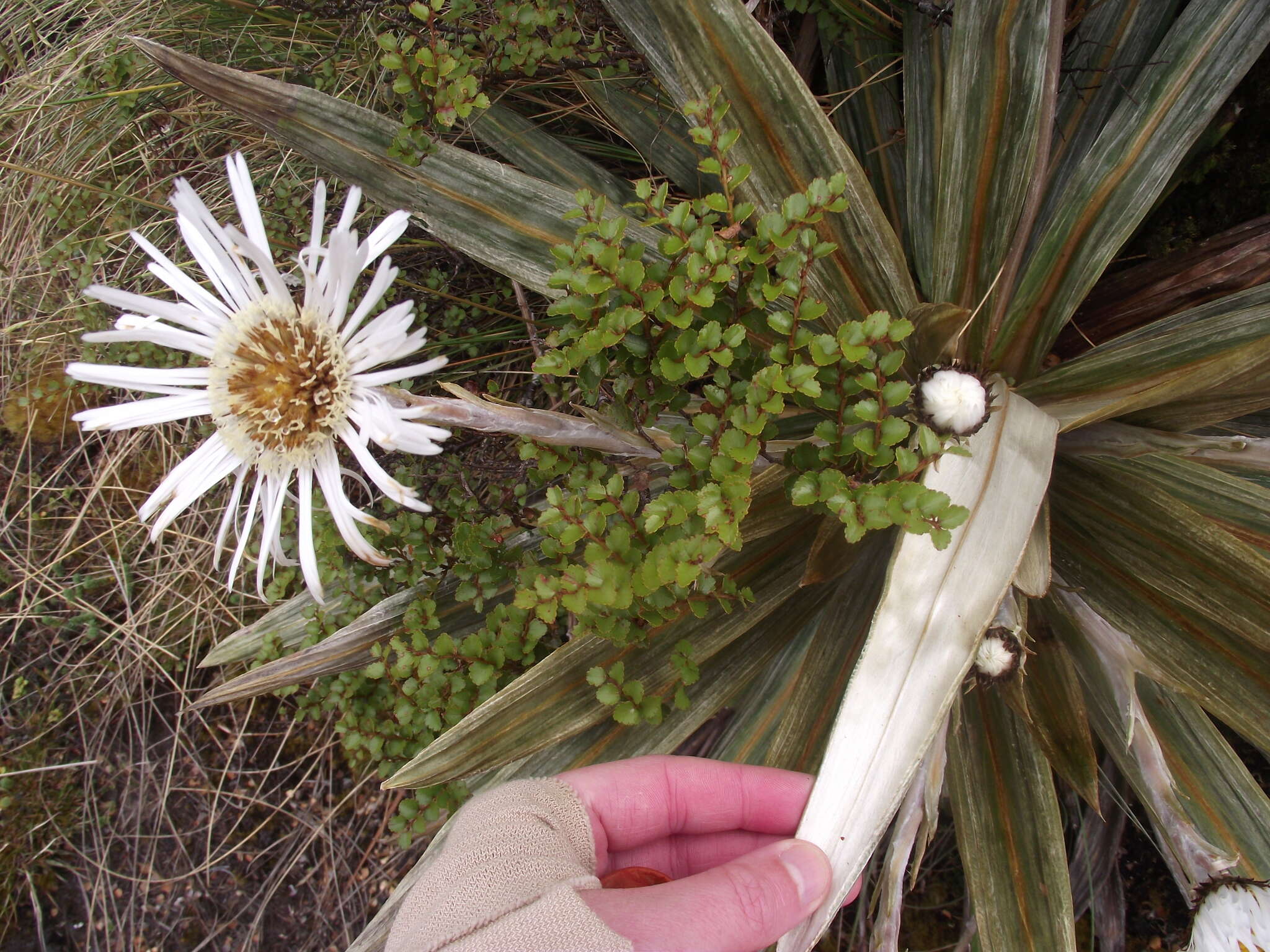 Plancia ëd Celmisia coriacea (Forst. fil.) Hook. fil.