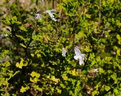 Imagem de Salvia namaensis Schinz