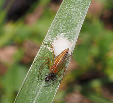 Image of Oxyopes macilentus L. Koch 1878