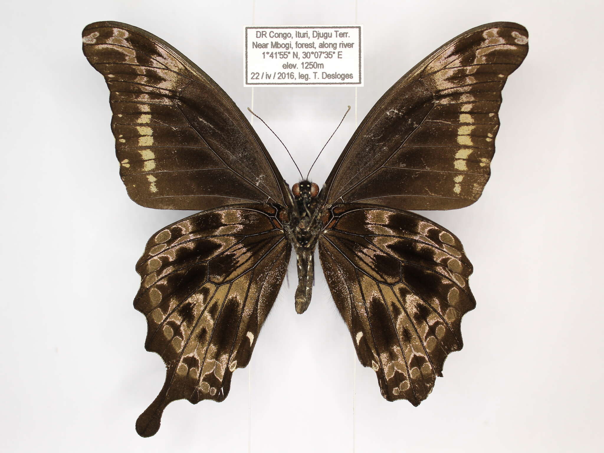 Papilio charopus Westwood (1843) resmi