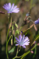 Image of Blue lettuce