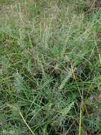 Image of slimleaf bur ragweed