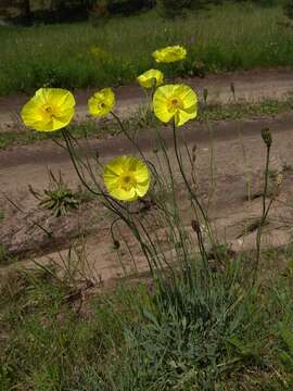 Image of Papaver chakassicum G. A. Peschkova