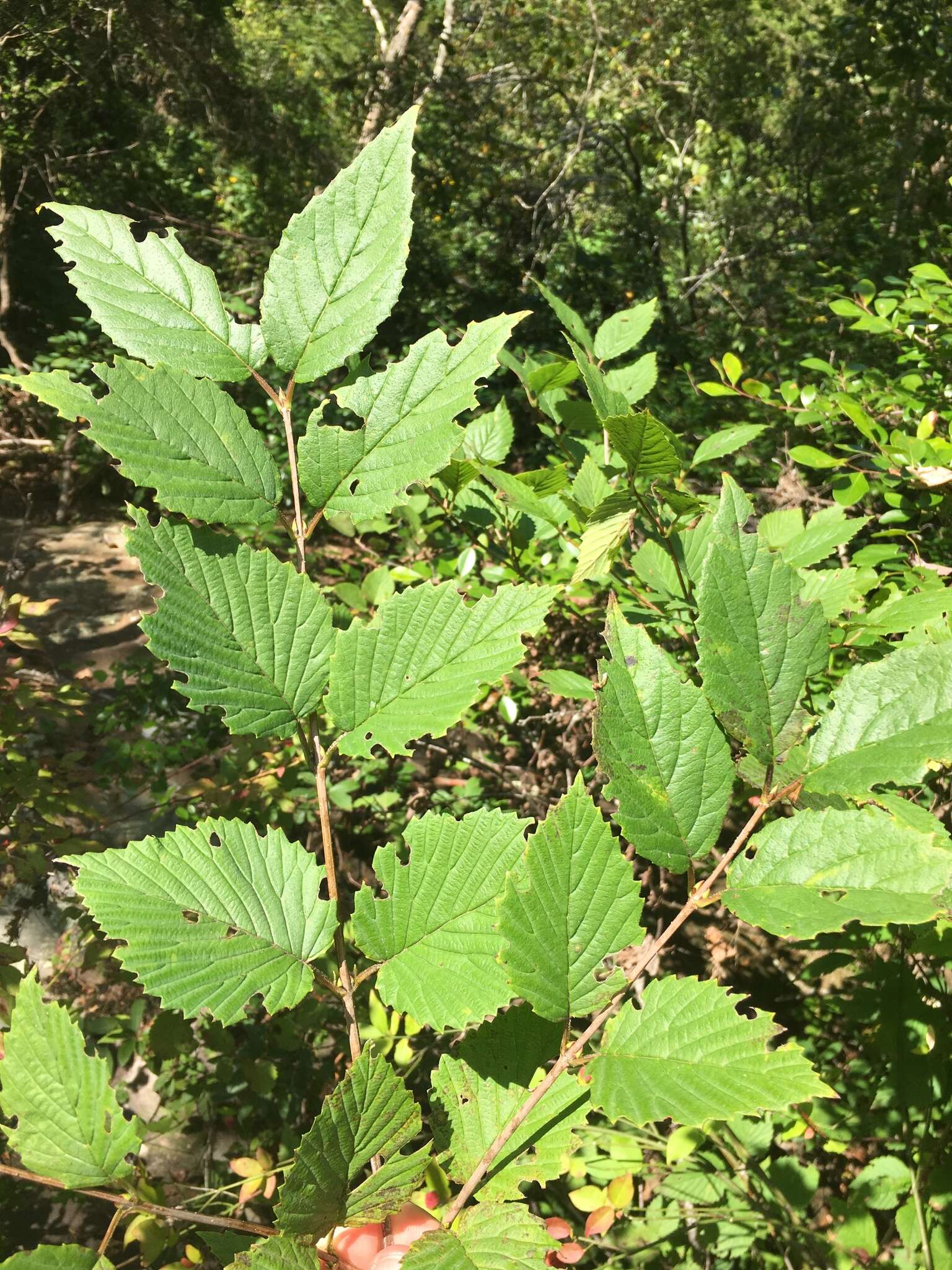 Image de Viburnum alabamense (Mc Atee) Sorrie