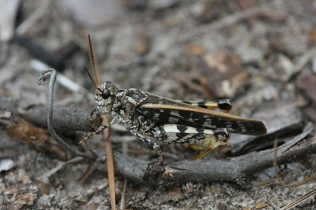 Слика од Pardalophora phoenicoptera (Burmeister & H. 1838)