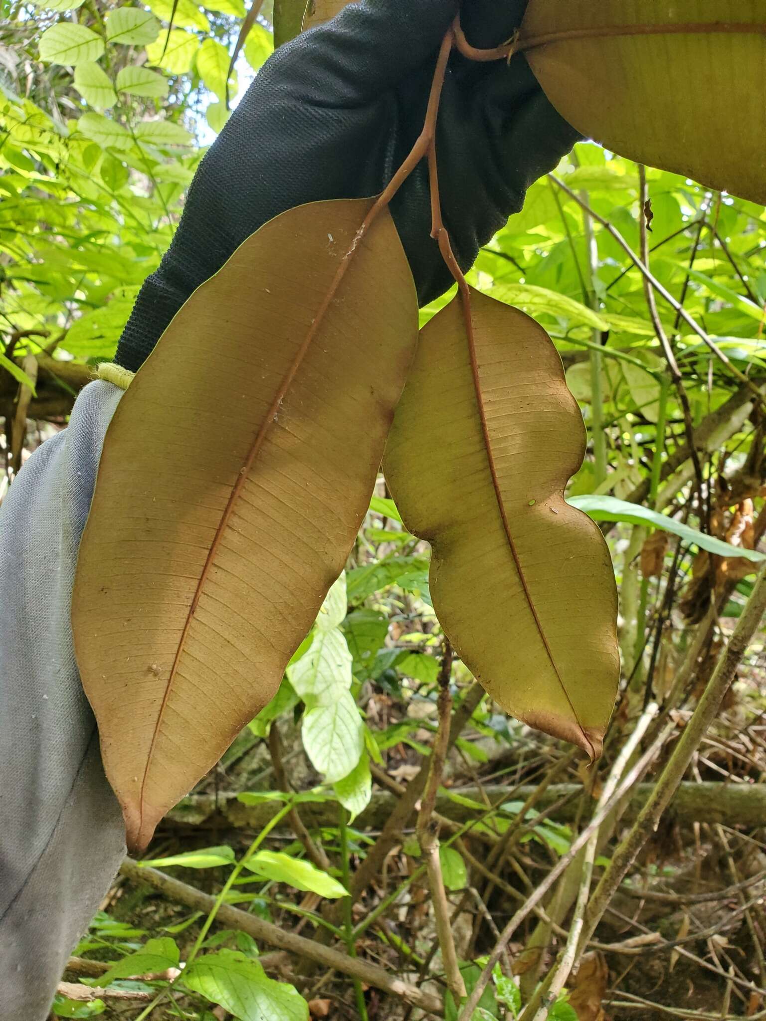 Chrysophyllum cainito L. resmi