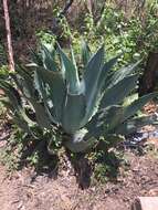 Image of Agave cupreata Trel. & A. Berger