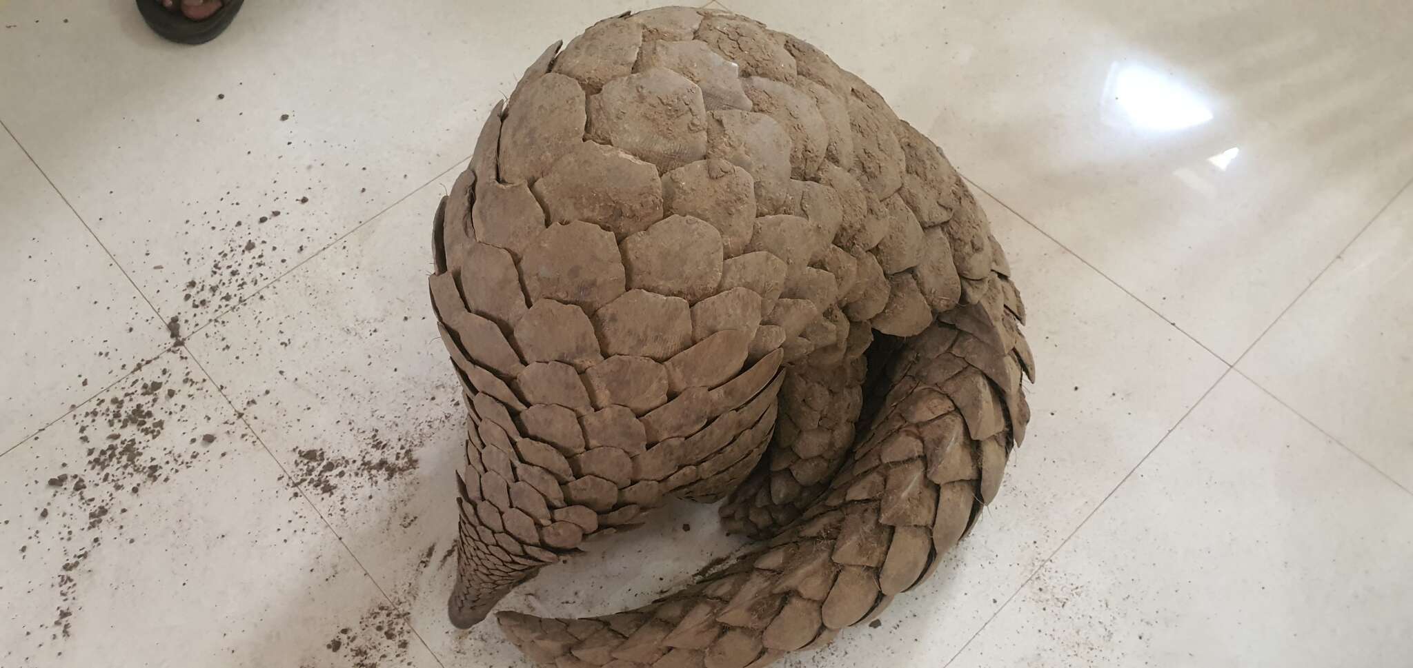 Image of Indian Pangolin