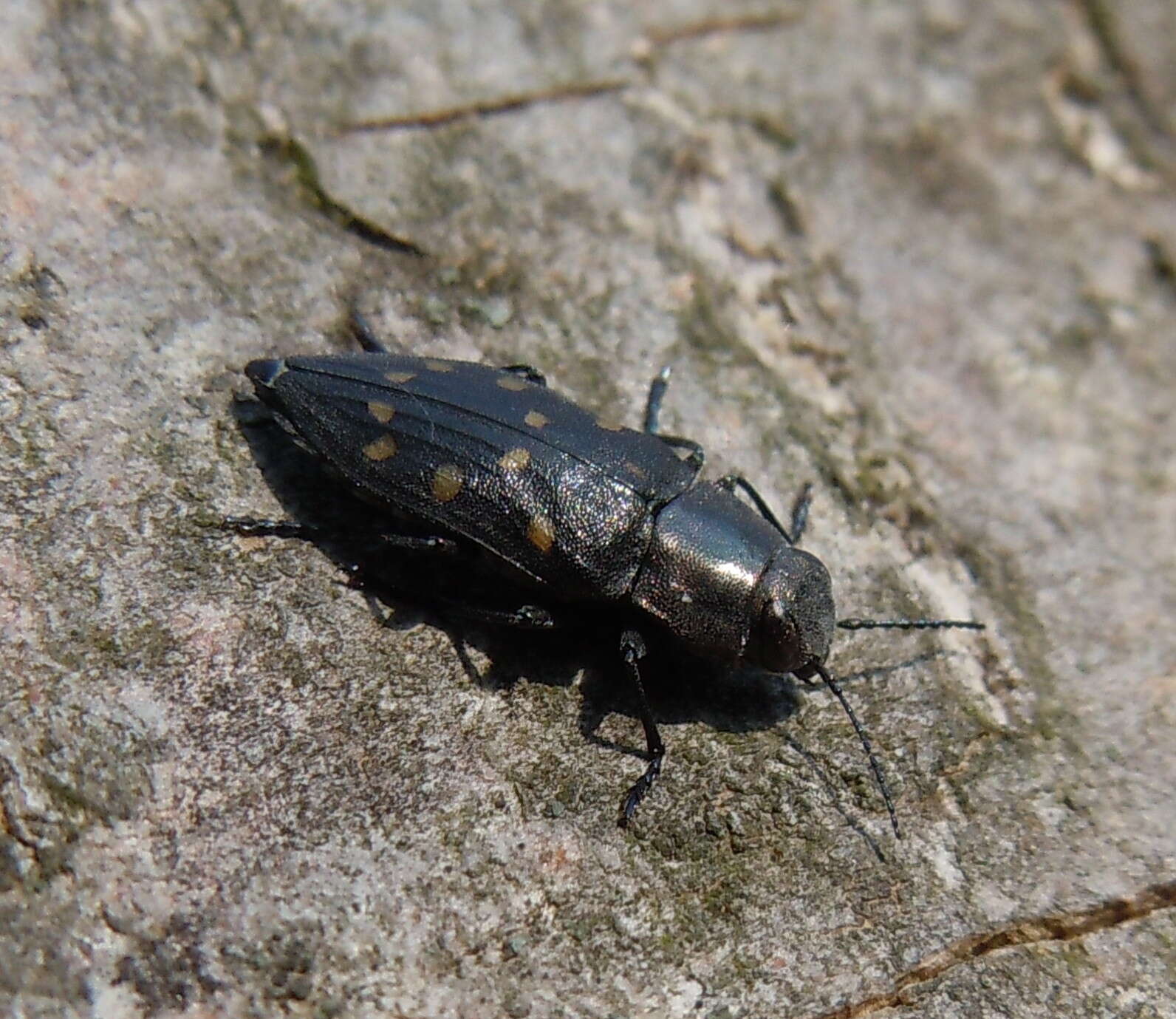 Sivun Trachypteris picta decostigma (Fabricius 1787) kuva