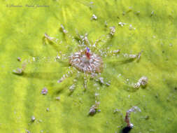 Image of Bunodeopsis globulifera (Duchassaing 1850)