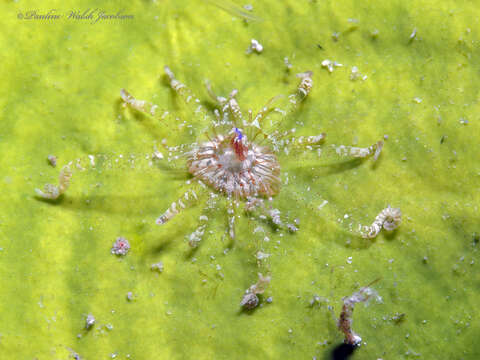 Bunodeopsis globulifera (Duchassaing 1850) resmi