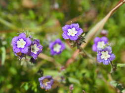 Phacelia orogenes Brand的圖片