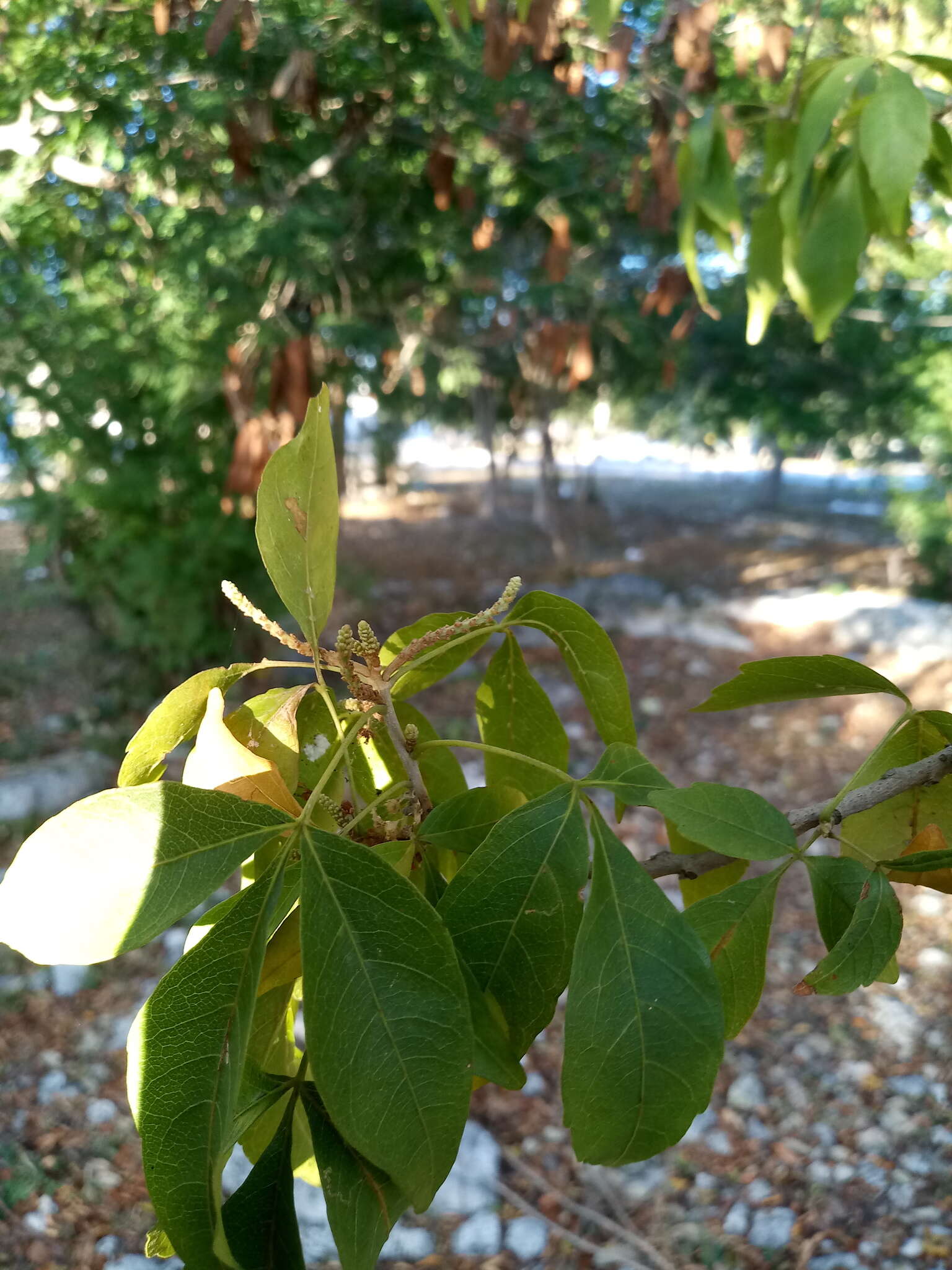 Thouinia canescens var. paucidentata (Radlk.) Votava的圖片