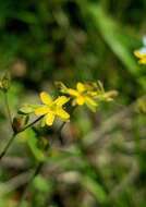 صورة Hypericum gymnanthum Engelm. & A. Gray