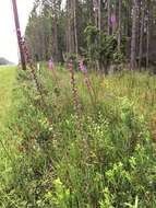 Image of dense blazing star