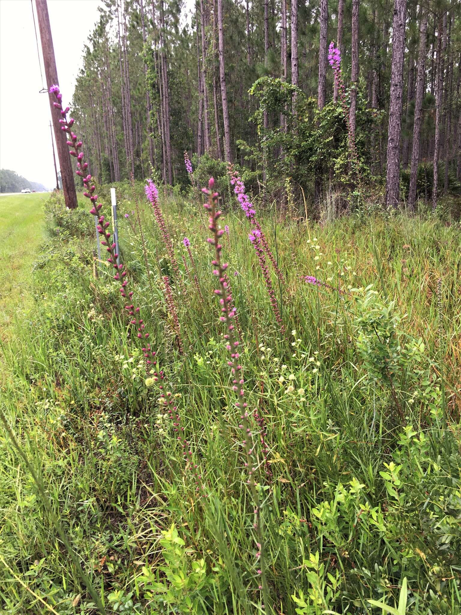 Слика од Liatris spicata var. resinosa (Nutt.) Gaiser