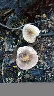 Image of Russula umerensis McNabb 1973