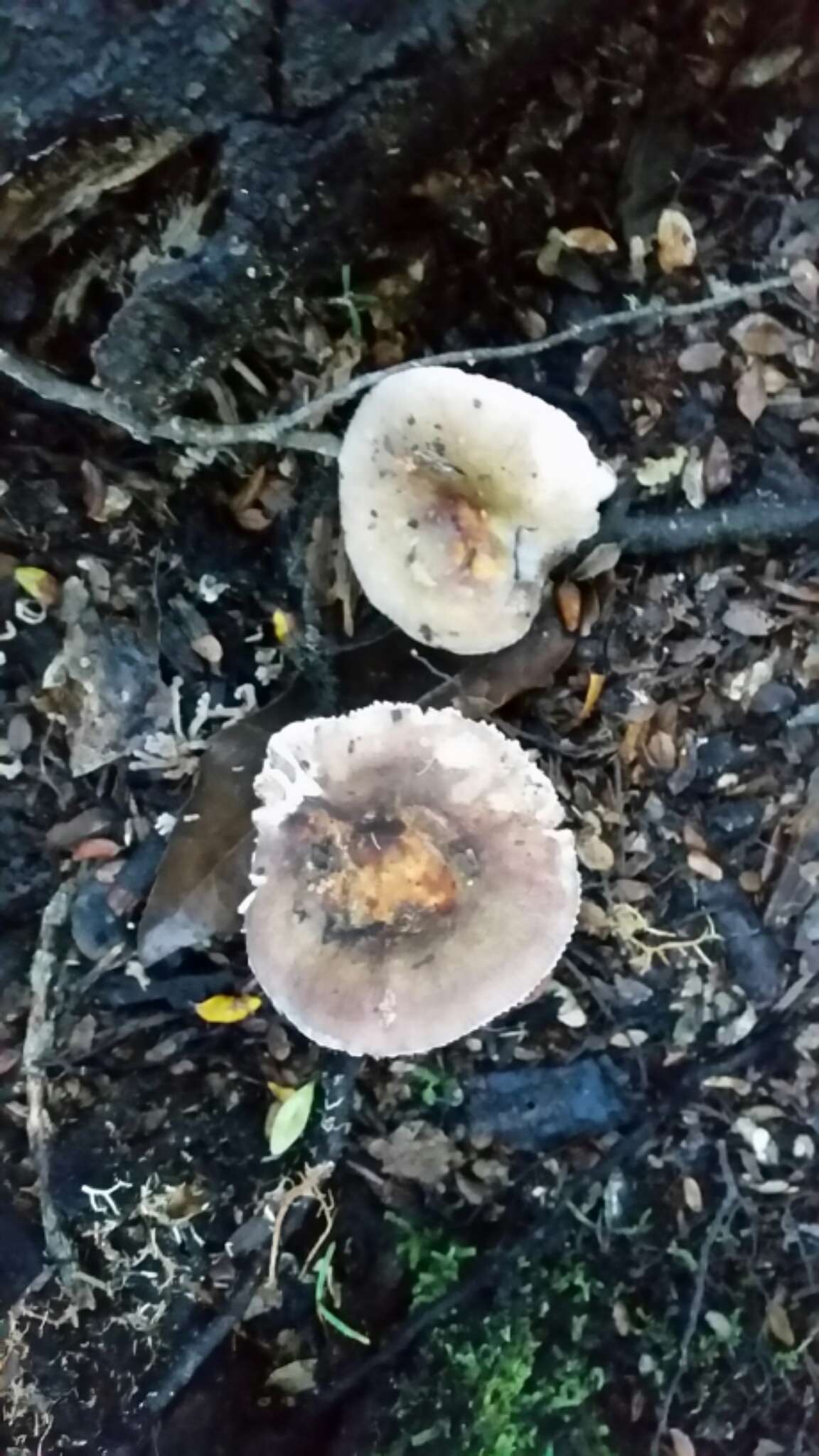 Image of Russula umerensis McNabb 1973