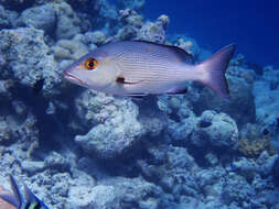 Image of two-spot red snapper