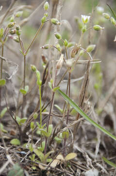 Image of Cerastium subtetrandrum (Lange) Murb.